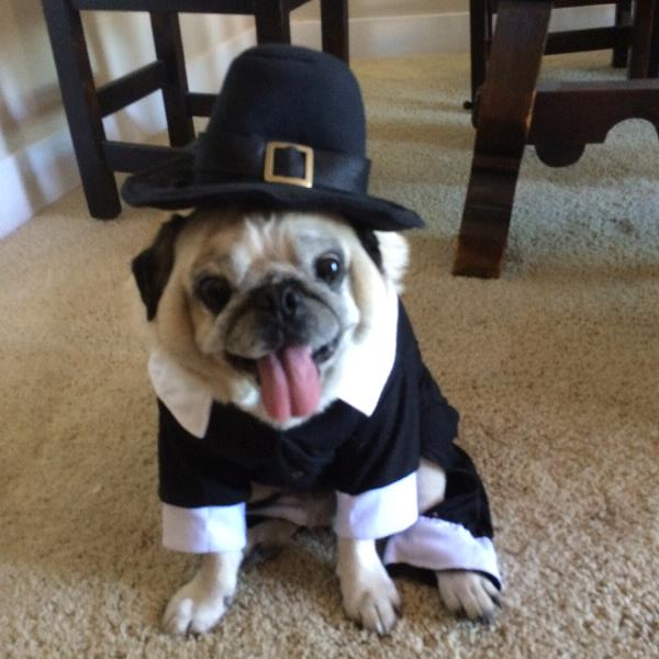 /images/uploads/pug nation rescue of los angeles/2018pugnation/entries/6098thumb.jpg